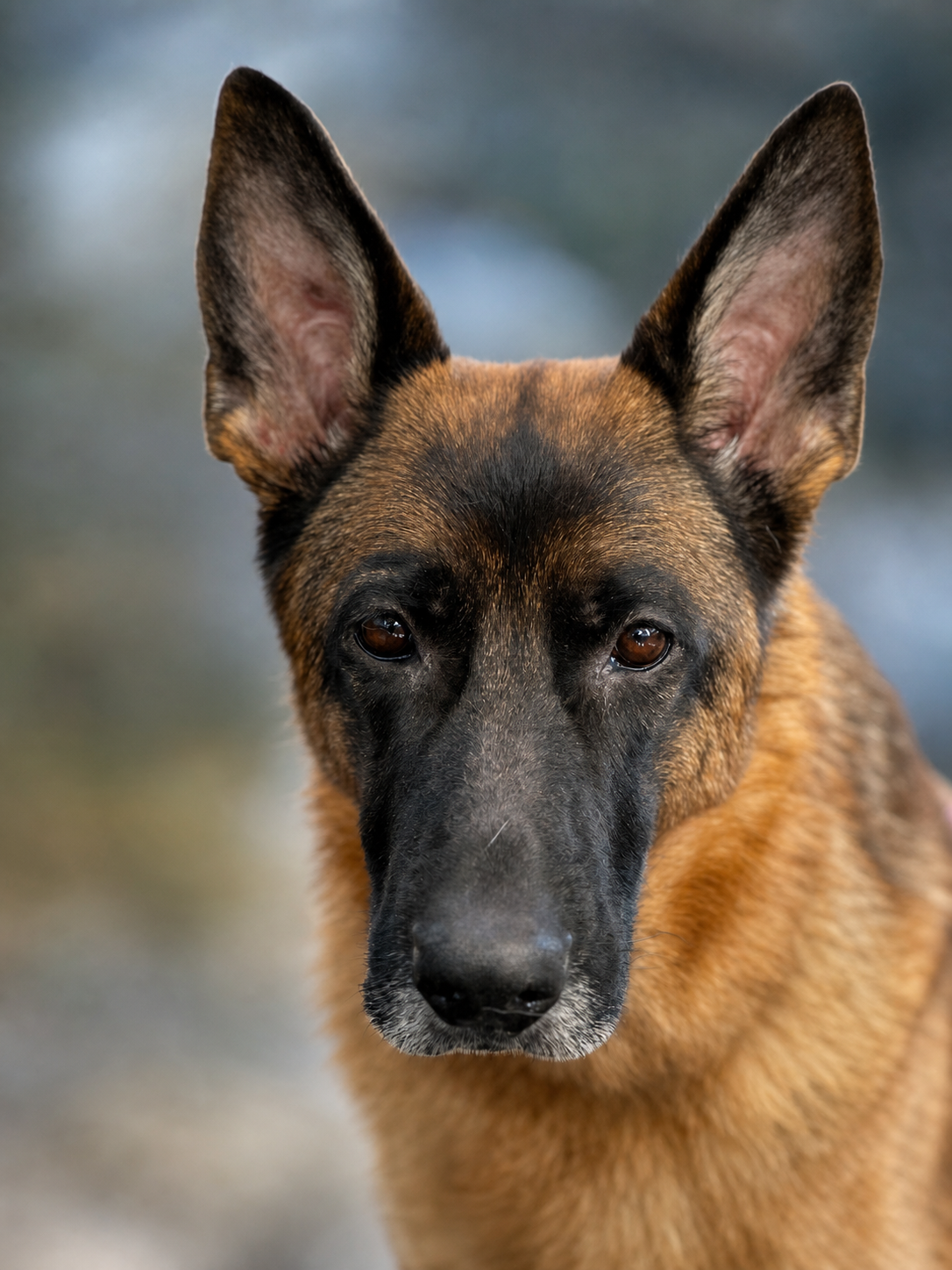 Schäferhund als tierisches Wachpersonal der CNK Werkstatt